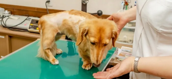 飼い主さま向けのしつけ教室を、定期的に開催