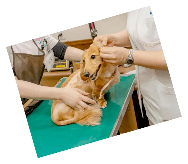 獣医師・動物看護師 募集中!